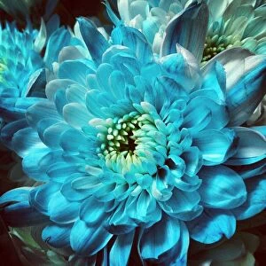 EyeEm Gallery: Close-Up Of Turquoise Flower Blooming Outdoors