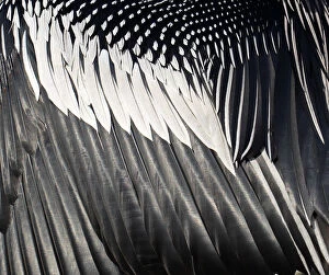 Modern Bird Feather Designs Gallery: Close-up of wing feathers of Anhinga, Snakebird, Darter, American darter, or Water turkey