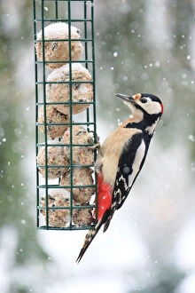 Images Dated 27th December 2014: Close-Up Of Woodpecker Perching On Bird Feeder During Winter