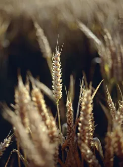 Images Dated 29th June 2006: Close-Up of a Young Wheat Crop