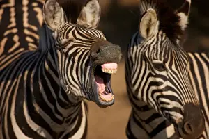 Challenge Prints: A close-up of a Zebra showing its teeth, Isimangaliso, Kwazulu-Natal, South Africa