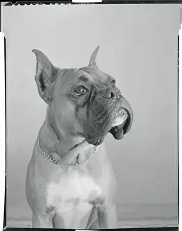 Close View of a Boxer