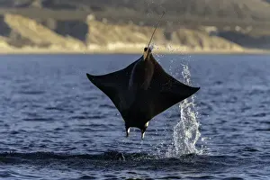 Wildest Animal Collection Prints: Close up view of a Munks devil ray(mobula munkiana) breaching in the early morning