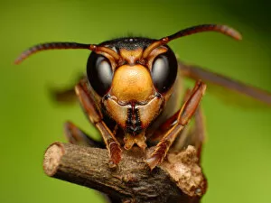 Images Dated 18th June 2011: Wasp