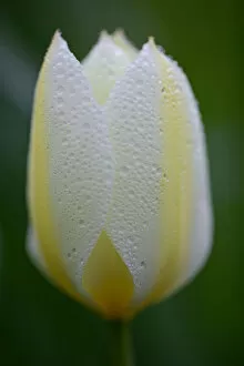 Images Dated 27th April 2018: Close up of Yellow Spring Tulip with Rain Droplets