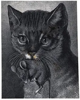 Closeup Of Cat Holding Dead Mouse