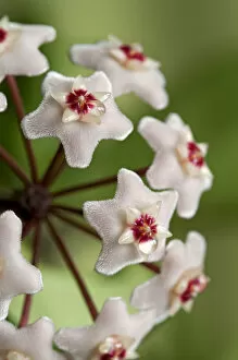 Images Dated 2nd September 2012: Closeup of a flower umbel of a Wax Plant -Hoya carnosa-