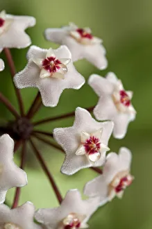 Images Dated 2nd September 2012: Closeup of a flower umbel of a Wax Plant -Hoya carnosa-