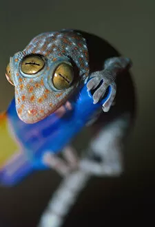 Bizarre Collection: Closeup of gecko with three eyes