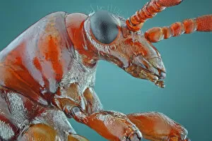 Images Dated 25th February 2014: Closeup of Orange Leaf Beetle