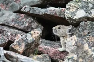 Images Dated 12th June 2014: Pika