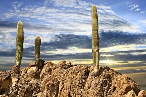 Images Dated 31st March 2016: Closeup Saguaro Cactus on Rugged Rocky Peak