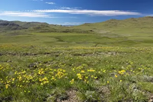 Cloud, Drakensberg, Flower, Mountain, Nature, No People, Plant, Scenics, Sky, Travel Destinations