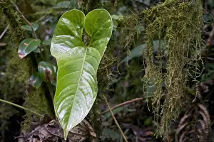 Waterdrop Prints: Cloud forest vegetation with leaf of the flamingo flower -Anthurium ochranthum