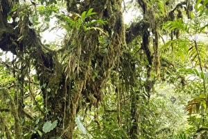 Images Dated 7th April 2012: Cloud forest vegetation, Monteverde, Puntarenas Province, Costa Rica, Central America