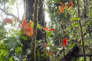 Cloud forest vegetation, Monteverde, Puntarenas Province, Costa Rica, Central America