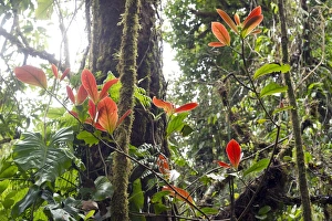 Images Dated 7th April 2012: Cloud forest vegetation, Monteverde, Puntarenas Province, Costa Rica, Central America