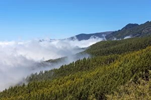 Cloud-hung forest in the Parque Nacional de las Canadas del Teide, Teide National Park