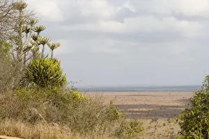 Cloud, Kruger National Park, Landscape, Lebombo Knobthorn-Marula Bushveld, Mpumalanga Province