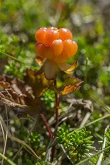 Cloudberry -Rubus chamaemorus-, Troms, Norway
