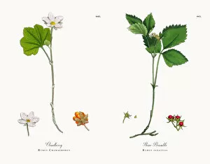 Images Dated 18th December 2017: Cloudberry, Rubus Chamaemorus, Victorian Botanical Illustration, 1863
