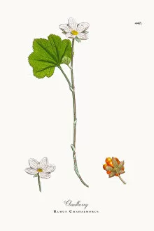 Images Dated 23rd October 2017: Cloudberry, Rubus Chamaemorus, Victorian Botanical Illustration, 1863