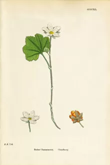 Images Dated 21st September 2017: Cloudberry, Rubus Chamaemorus, Victorian Botanical Illustration, 1863