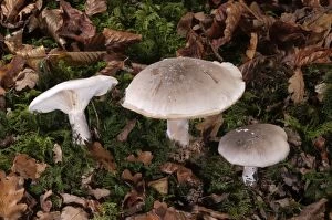 Images Dated 14th November 2011: Clouded Agaric or Cloud Funnel -Clitocybe nebularis-, Untergroeningen, Baden-Wuerttemberg, Germany