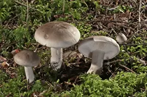 Clitocybe Prints: Clouded agaric -Lepista nebularis- Untergroeningen, Baden-Wuerttemberg, Germany, Europe