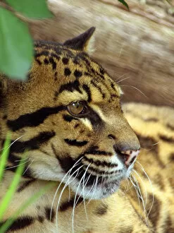 Images Dated 2nd May 2008: Clouded Leopard