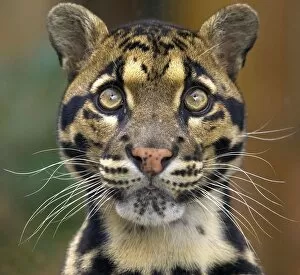Images Dated 3rd November 2011: Clouded leopard