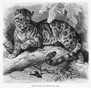 Leopard Gallery: Clouded leopard engraving 1894