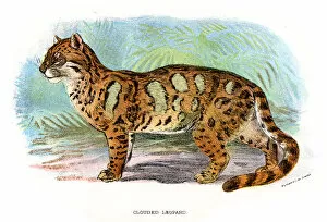 Images Dated 16th December 2009: Clouded Leopard - Neofelis nebulosa