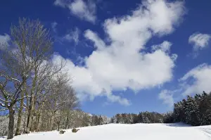Clouds above the boundary ridge with sycamore maple trees -Acer plantanoides-, snow-covered winter landscape, Leitzachtal, bei Elbach, Upper Bavaria, Bavaria, Germany