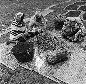 Zanzibar Prints: Clove Industry
