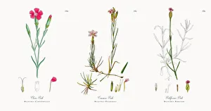 Images Dated 21st November 2017: Clove Pink, Dianthus Caryophyllus, Victorian Botanical Illustration, 1863