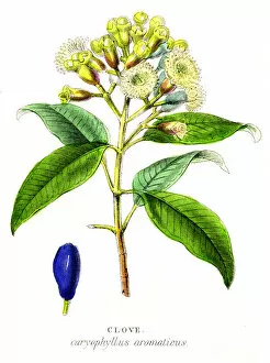 Images Dated 23rd April 2017: Clove spice engraving 1855