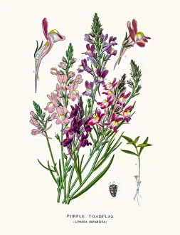 Houseplant Prints: Clovenlip toadflax
