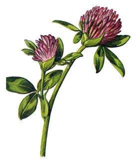 Images Dated 23rd December 2017: clover