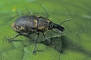 Coleoptera Gallery: Clover Leaf Weevil (Hypera zoilus)