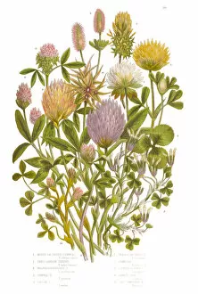 Images Dated 23rd June 2015: Clover, Purp Clover and White Clover Victorian Botanical Illustration