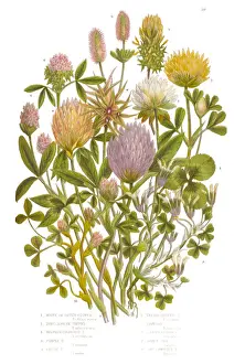 Candid Prints: Clover, Purp Clover and White Clover Victorian Botanical Illustration