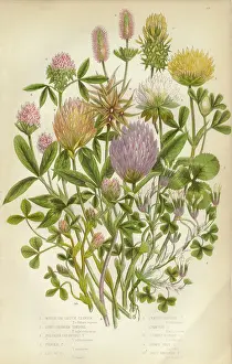 Clover, Purple Clover and White Clover Victorian Botanical Illustration