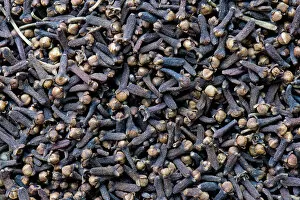 Images Dated 24th February 2013: Cloves, Kerala, India