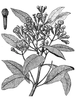 Cloves or Syzygium aromaticum or Eugenia aromaticum or Eugenia caryophyllata