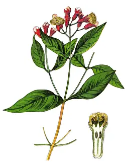 Cloves or Syzygium aromaticum or Eugenia aromaticum or Eugenia caryophyllata