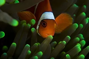 Symbiotic Relationship Collection: Clown Fish on Green Anemone