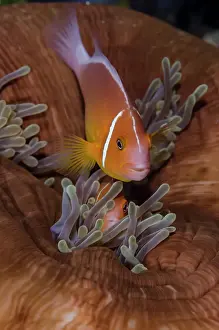 Brown Prints: Clownfish (Amphiprion Barberi) hiding among sea anemones, Fiji