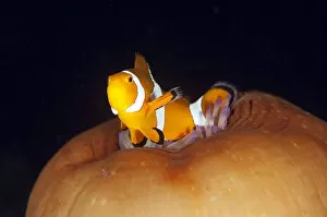 Images Dated 1st June 2011: Clownfish on anemone