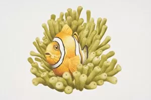 Symbiotic Relationship Collection: Clownfish among sea anemone